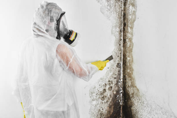 Attic Mold Removal in Fairview, NY