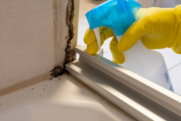 Best Residential Mold Removal  in Fairview, NY
