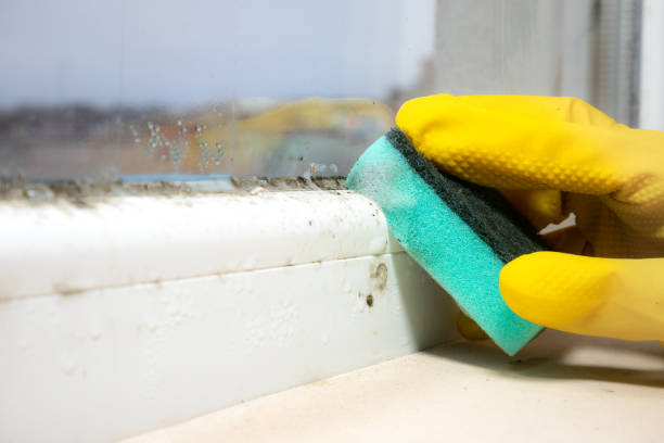 Best Crawl Space Mold Removal  in Fairview, NY