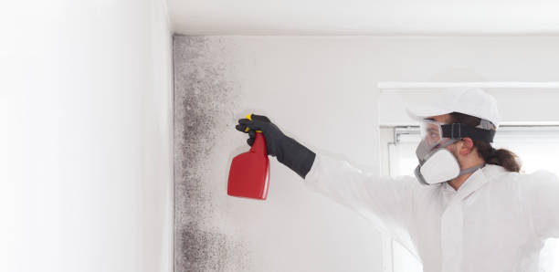 Best Emergency Mold Removal  in Fairview, NY