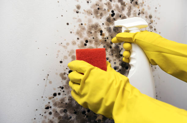 Mold Testing and Removal in Fairview, NY