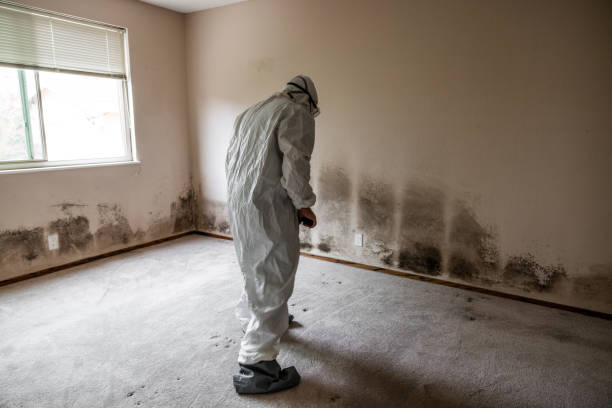 Best Mold Remediation  in Fairview, NY