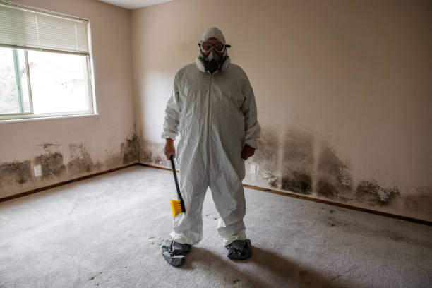 Best Toxic Mold Removal  in Fairview, NY