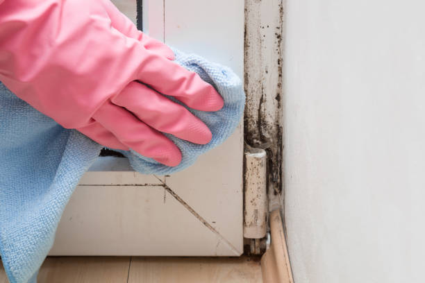 Best Local Mold Removal Service  in Fairview, NY