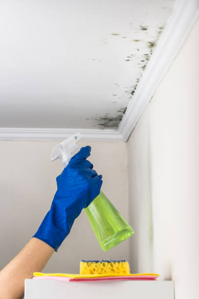 Best Local Mold Removal Service  in Fairview, NY