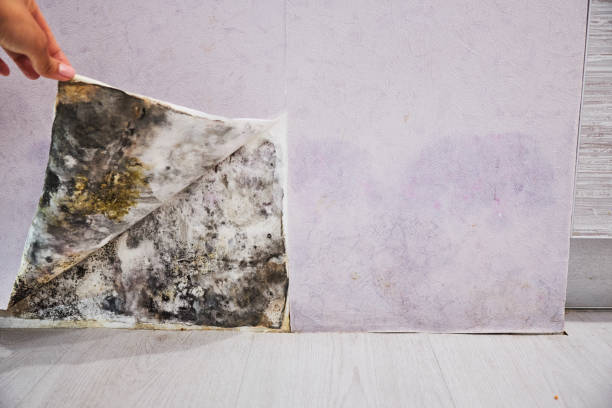 Best Mold Removal Near Me  in Fairview, NY